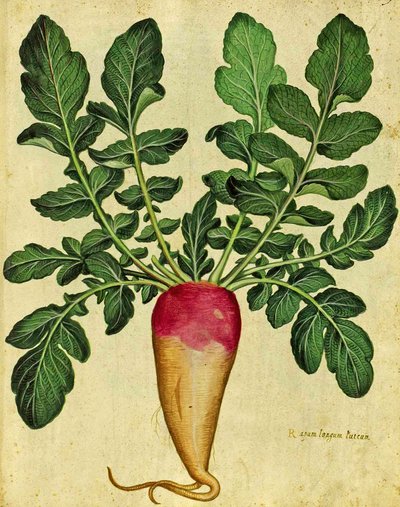 Long Turnip, plate published in Piante Fiori Frutti by Italian School